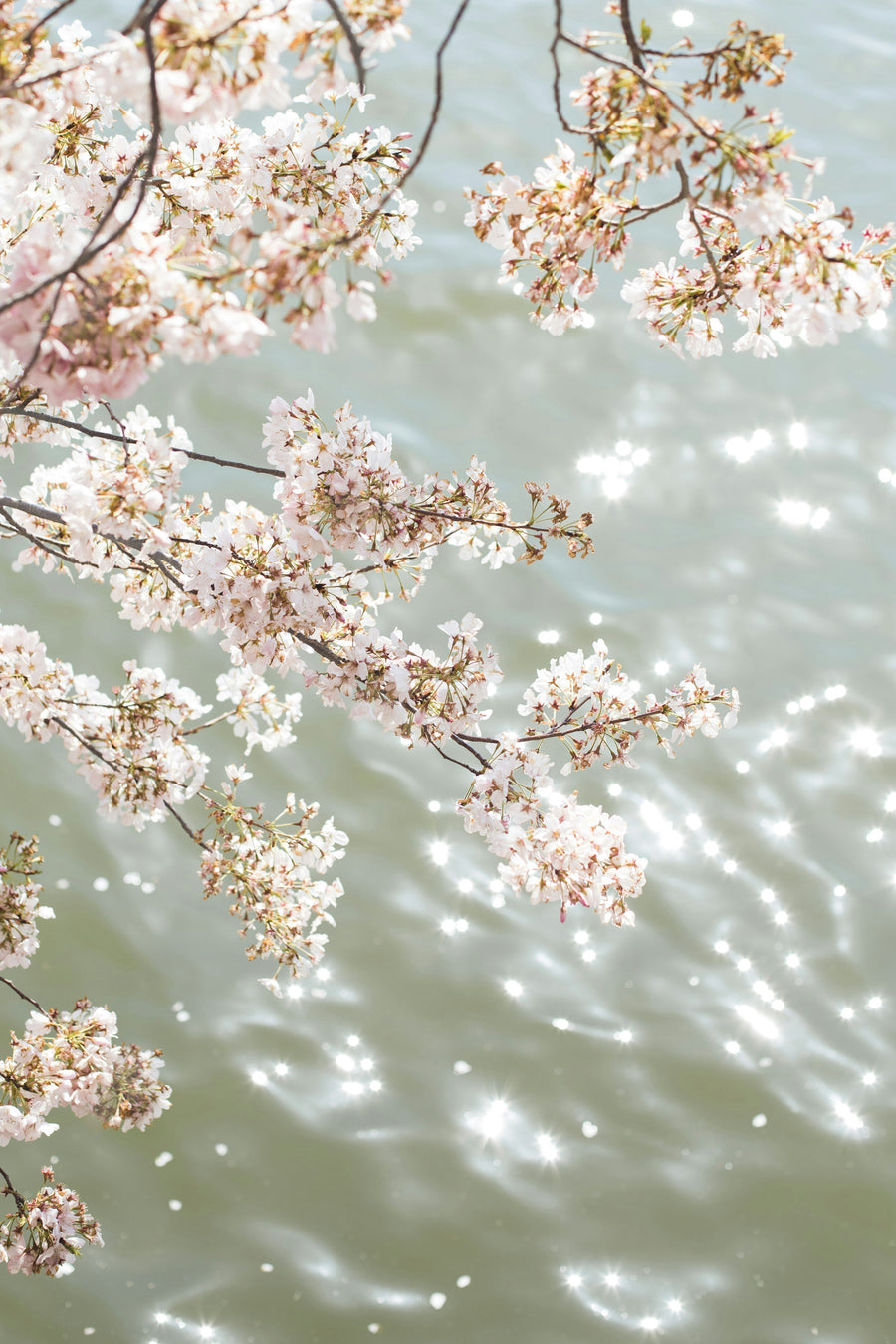 Hanami Market